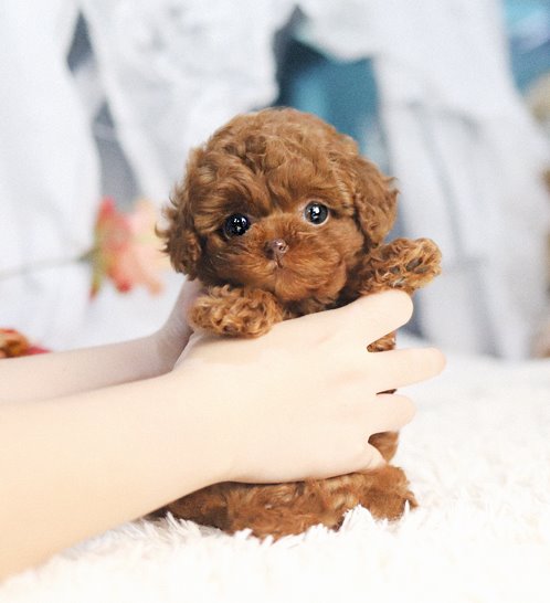 Poodle - Ong(옹)